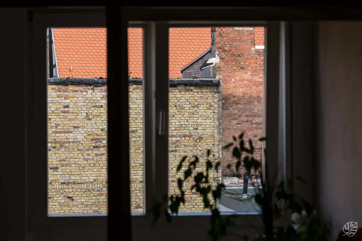 hochzeitsfotograf in wittenberg sopben