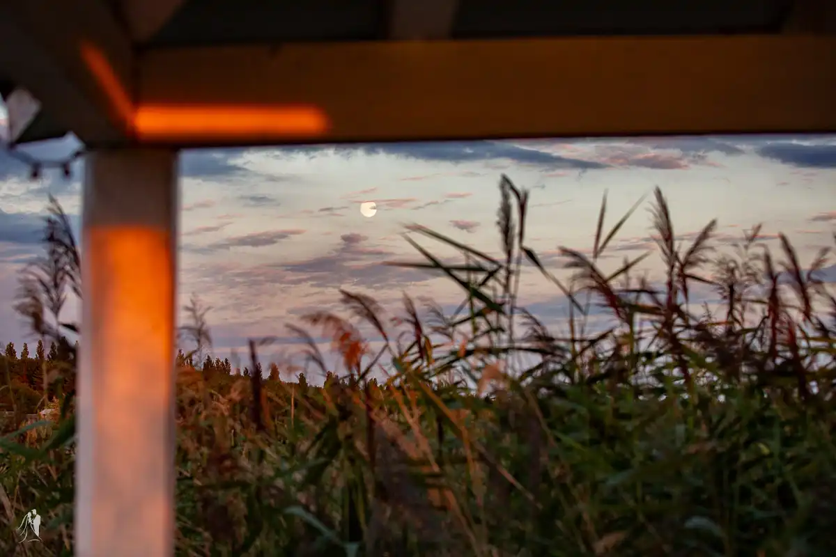 hochzeitsfotograf strandhochzeit bitterfeld just tom