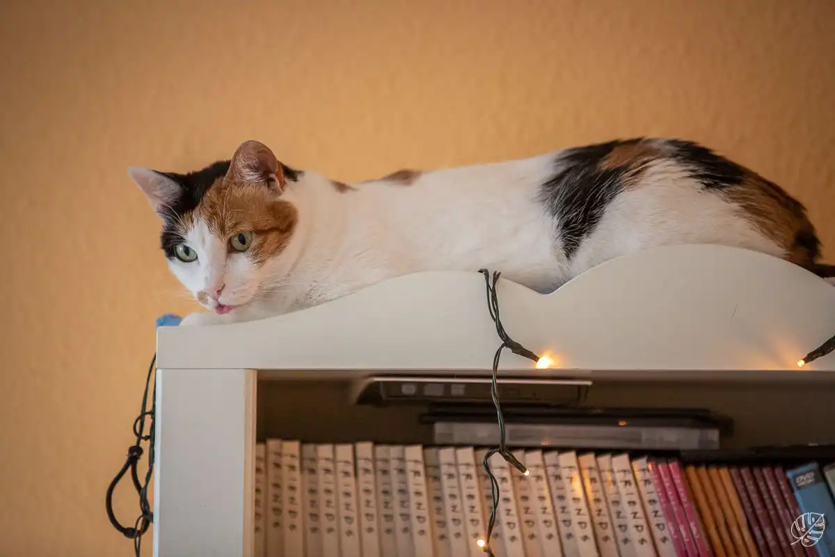 hochzeitsfotos jena jesjul